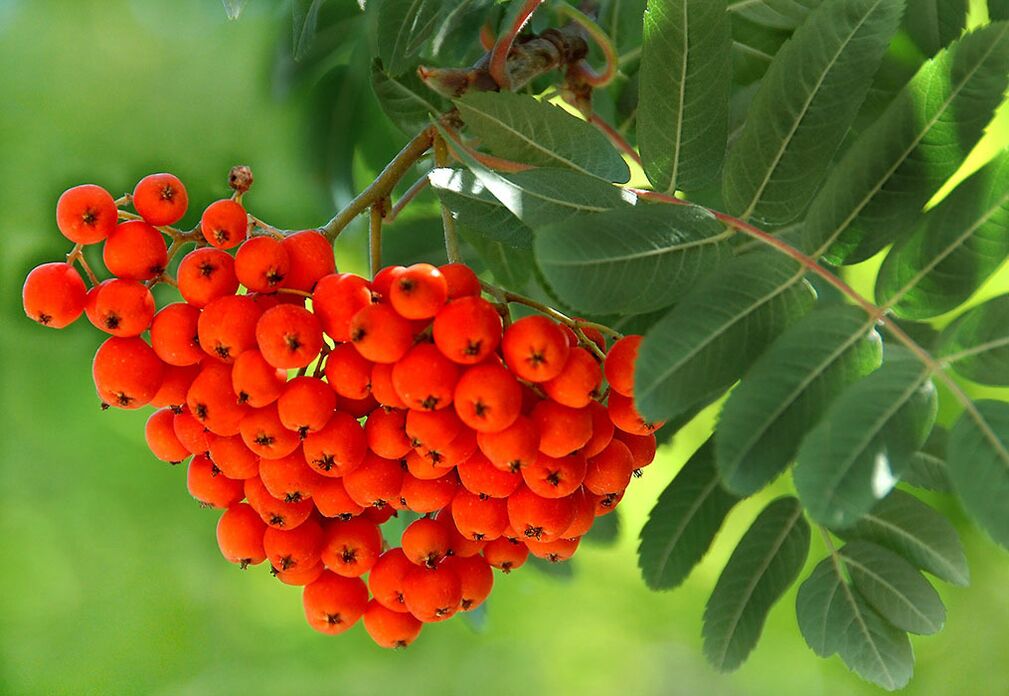 Τα φύλλα Rowan χρησιμοποιούνται ως κομπρέσα σε νύχια μυκήτων. 