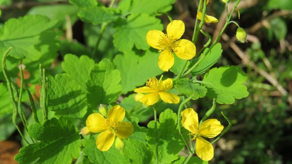 Celandine κατά του μύκητα των νυχιών